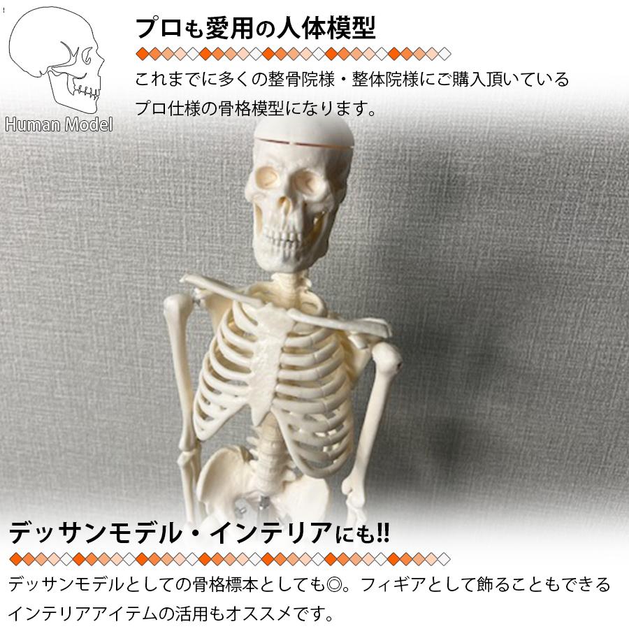 人体模型 スタンド付き 人体模型 人体骨格模型 骨格標本 45cm 1/4 モデル ホワイト 台座 可動