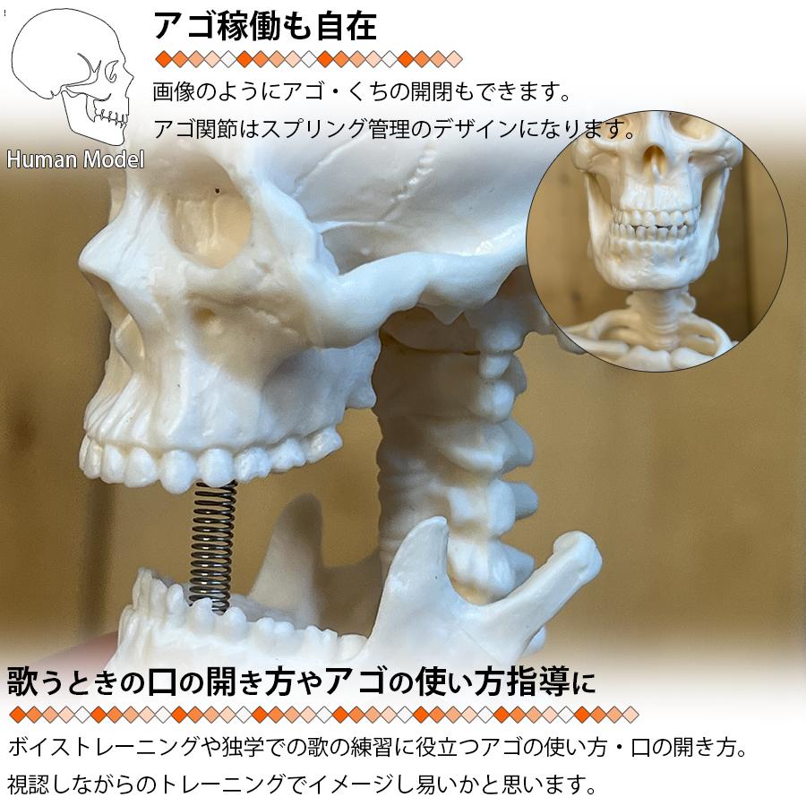 人体模型 人体骨格模型 骨格標本 45cm 1/4 モデル ホワイト 台座 可動