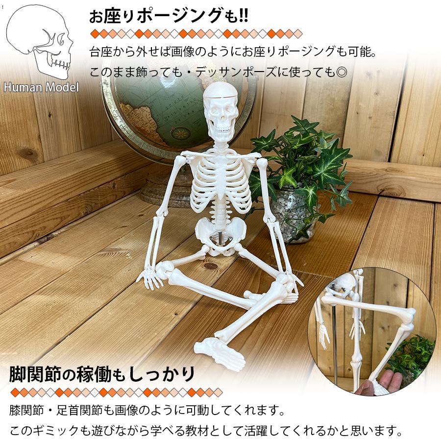 人体模型 スタンド付き 人体模型 人体骨格模型 骨格標本 45cm 1/4 モデル ホワイト 台座 可動