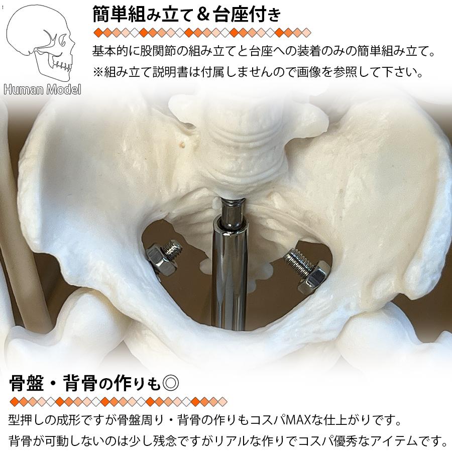 人体模型 スタンド付き 人体模型 人体骨格模型 骨格標本 45cm 1/4 モデル ホワイト 台座 可動