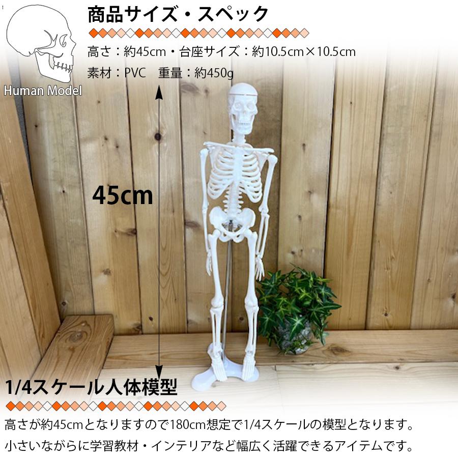 人体模型 スタンド付き 人体模型 人体骨格模型 骨格標本 45cm 1/4 モデル ホワイト 台座 可動