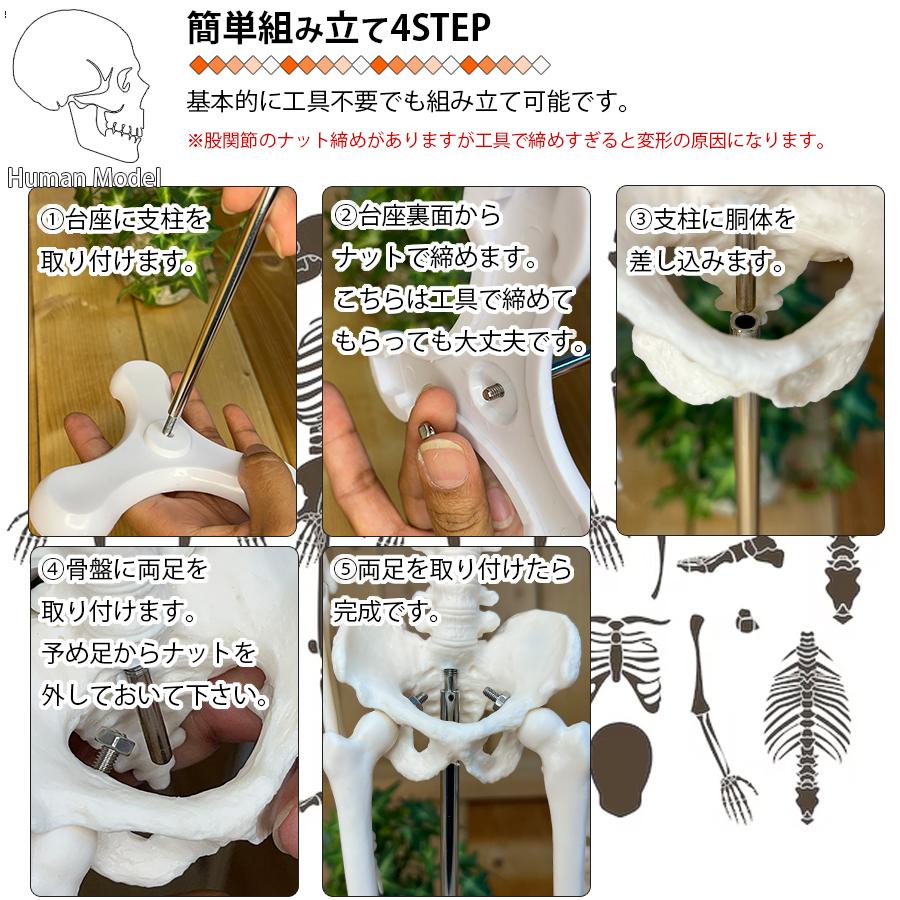 人体模型 スタンド付き 人体模型 人体骨格模型 骨格標本 45cm 1/4 モデル ホワイト 台座 可動