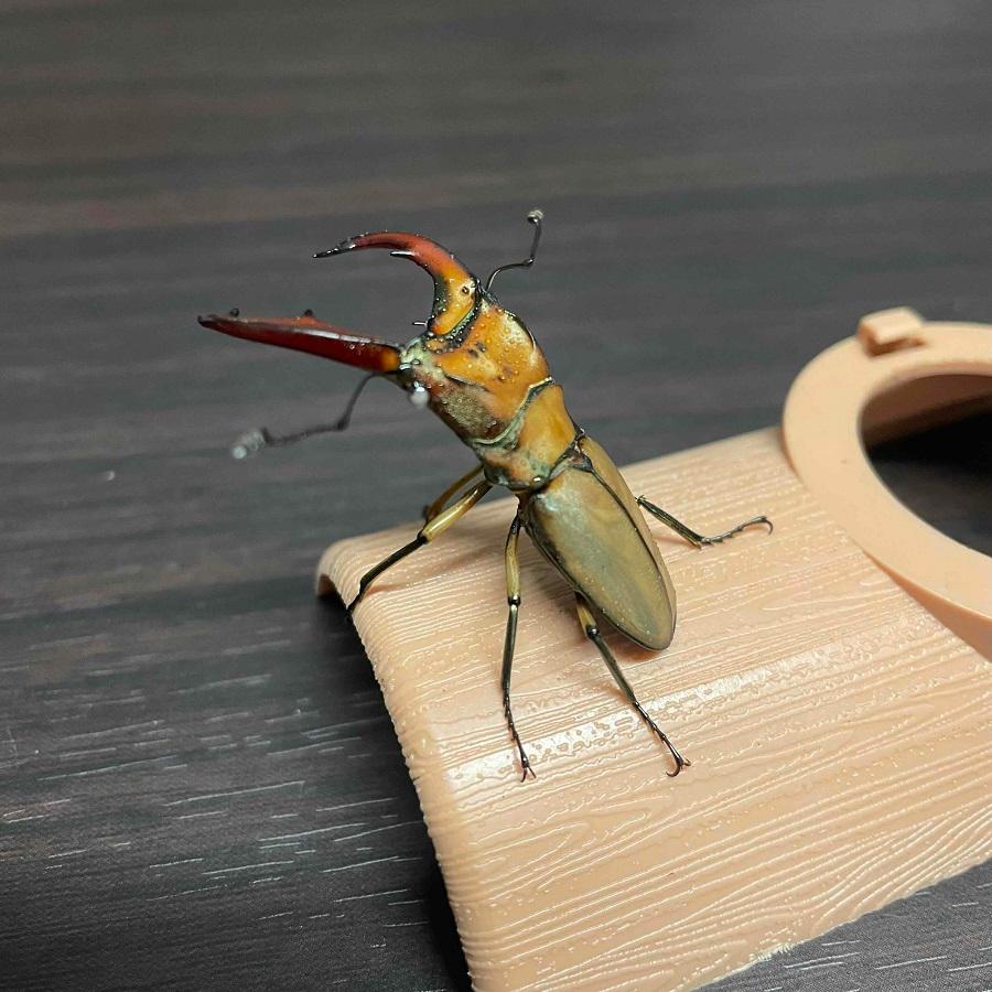 ムニスゼッチホソアカクワガタ ホワイトアイ ペア 【サイズ