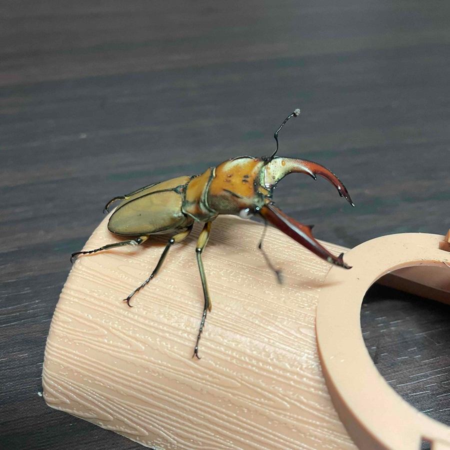 くわがた 国産オオクワガタペア (WF1 オス68㎜、WF1 メス44㎜)- くわがた