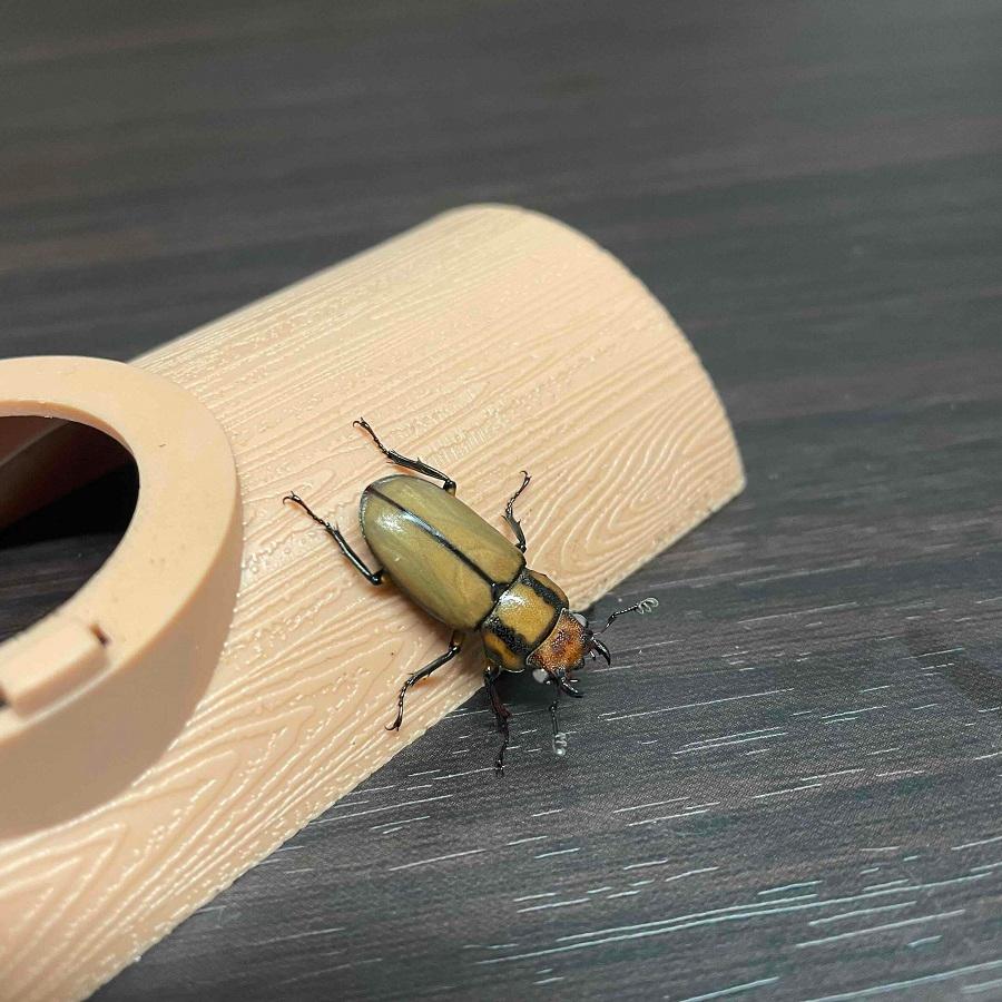 くわがた 国産オオクワガタペア (WF1 オス68㎜、WF1 メス44㎜)- くわがた