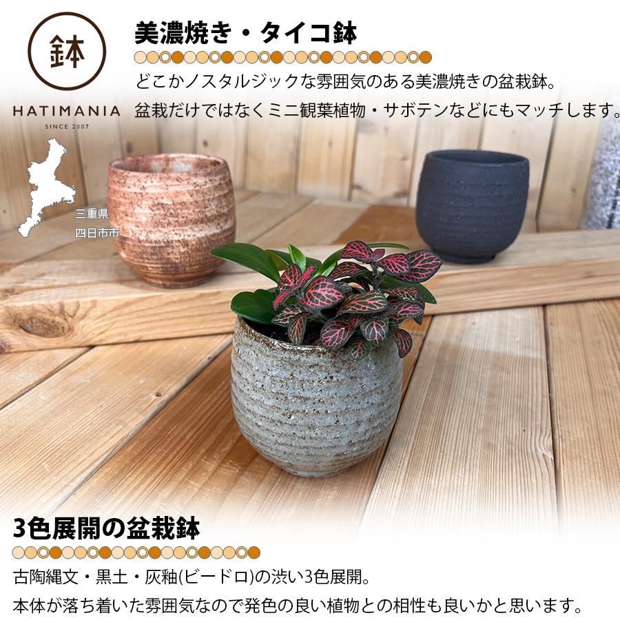 HATIMANIA 鉢マニア タイコ鉢 3号 日本製 盆栽鉢 水が抜けやすい 陶器