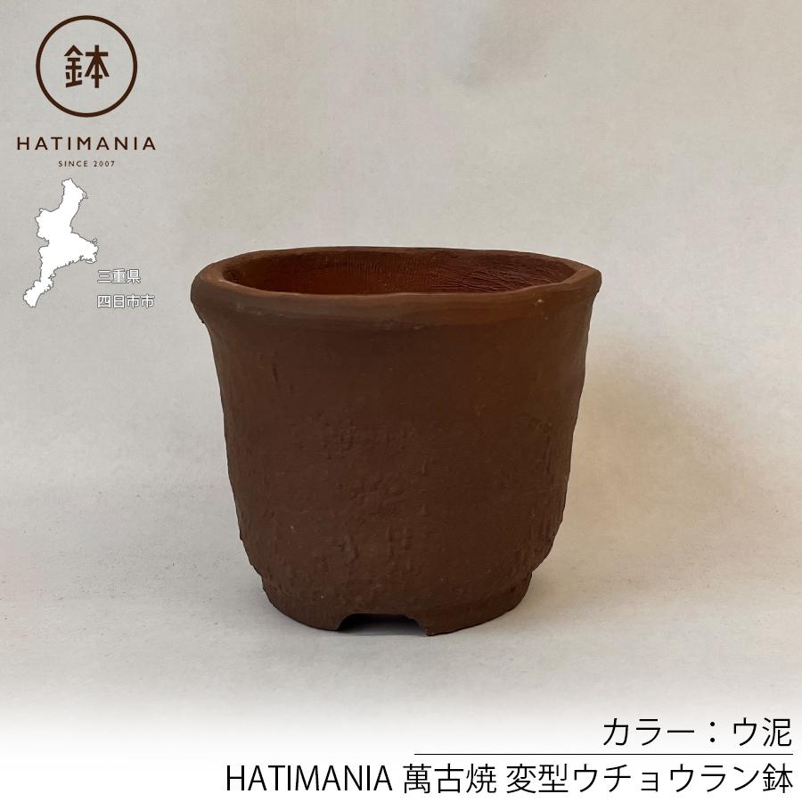 HATIMANIA 鉢マニア ウチョウラン ウ泥 3.5号 三重県 国内ブランド