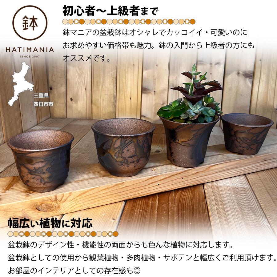 HATIMANIA 鉢マニア 金彩 3号 六平 3.5号 尻丸 ラッパ 浅型 日本製