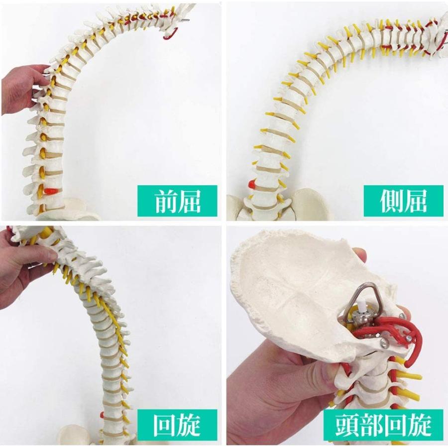 人体模型 骨 等身大 脊椎 模型 実物大 90センチ 脊髄骨盤模型 人体模型 骨 等身大 脊椎 模型 実物大 90センチ 脊髄骨盤模型
