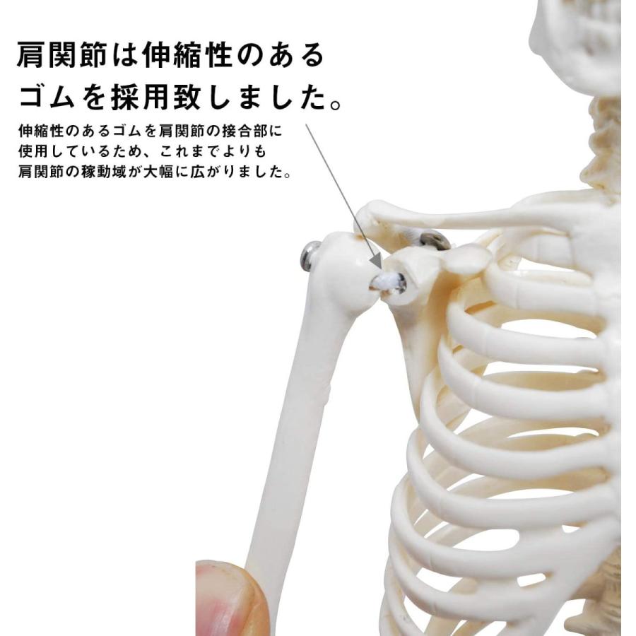 人体模型 人体骨格模型 骨格標本 45cm 1/4 モデル ホワイト 台座 可動域 直立 スタンド 教材 フィギュア LB-229 区分60Y｜nohohonlibre｜03