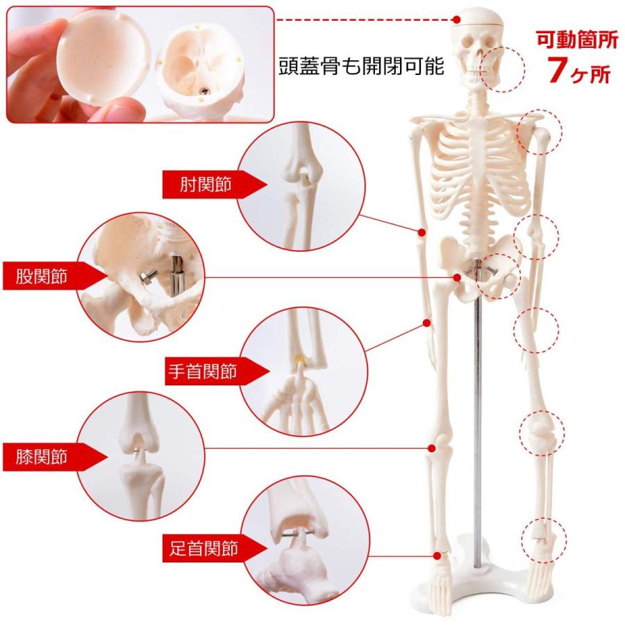 人体模型 人体骨格模型 骨格標本 45cm 1/4 モデル ホワイト 台座 人体模型 人体骨格模型 骨格標本 45cm 1/4 モデル ホワイト 台座