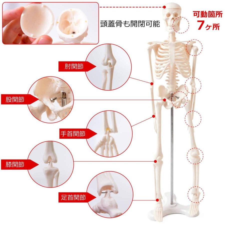 人体模型 人体骨格模型 骨格標本 45cm 1/4 モデル ホワイト 台座 可動域 直立 スタンド 教材 フィギュア LB-229 区分60Y｜nohohonlibre｜04