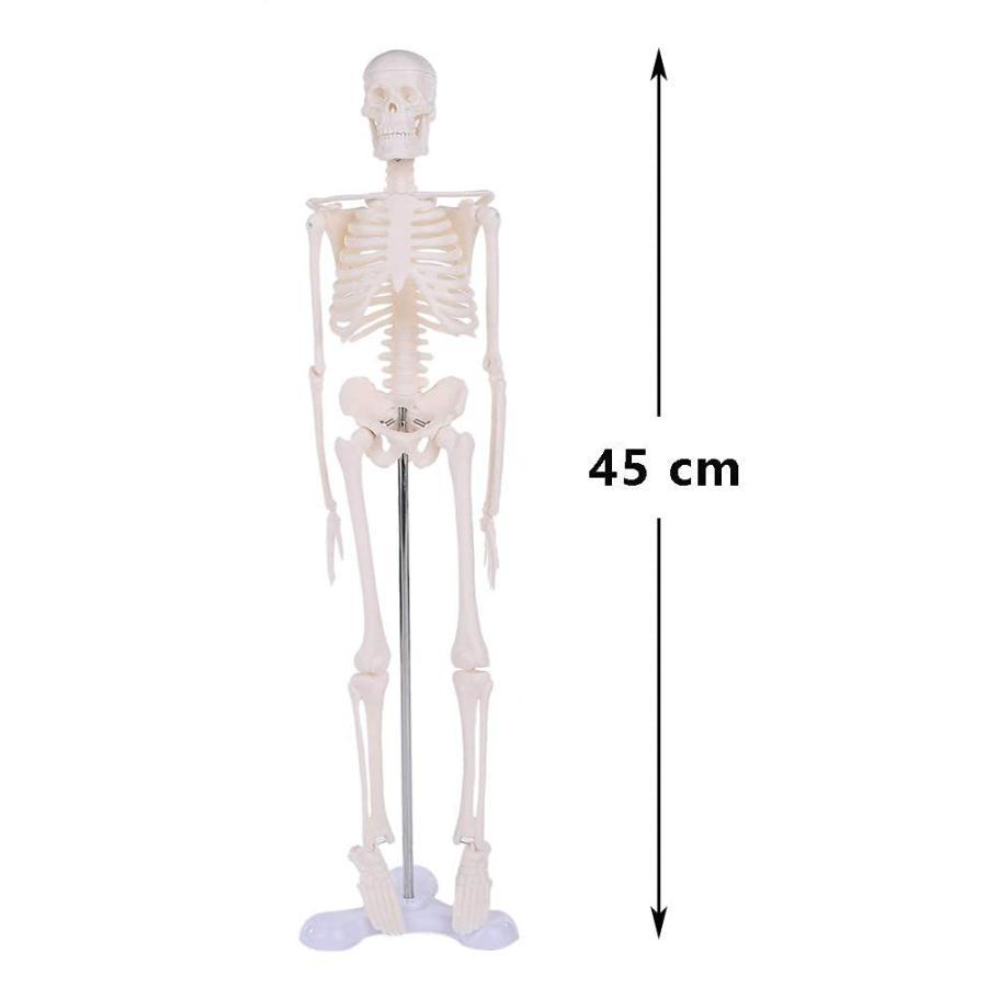 人体模型 人体骨格模型 骨格標本 45cm 1/4 モデル ホワイト 台座 可動域 直立 スタンド 教材 フィギュア LB-229 区分60Y｜nohohonlibre｜06