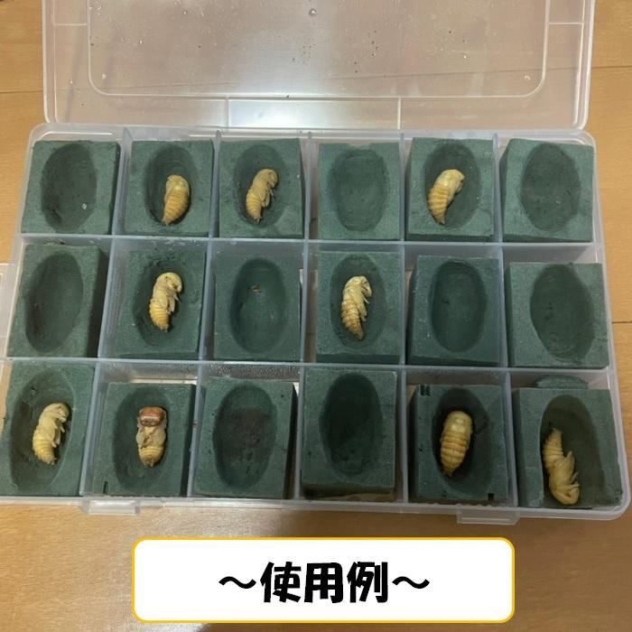 人工蛹室 スポンジ 【20個セット】 給水スポンジ 園芸スポンジ