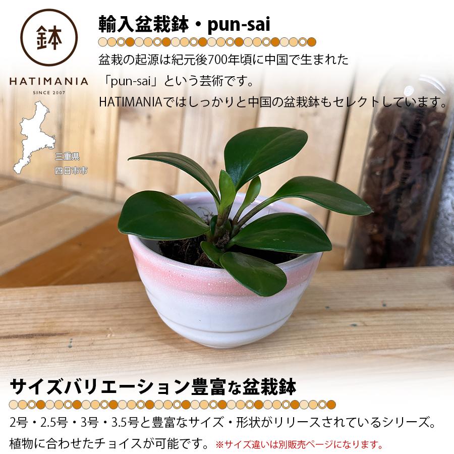 HATIMANIA 鉢マニア 丸型 3号 盆栽鉢 水が抜けやすい 小さい 小サイズ