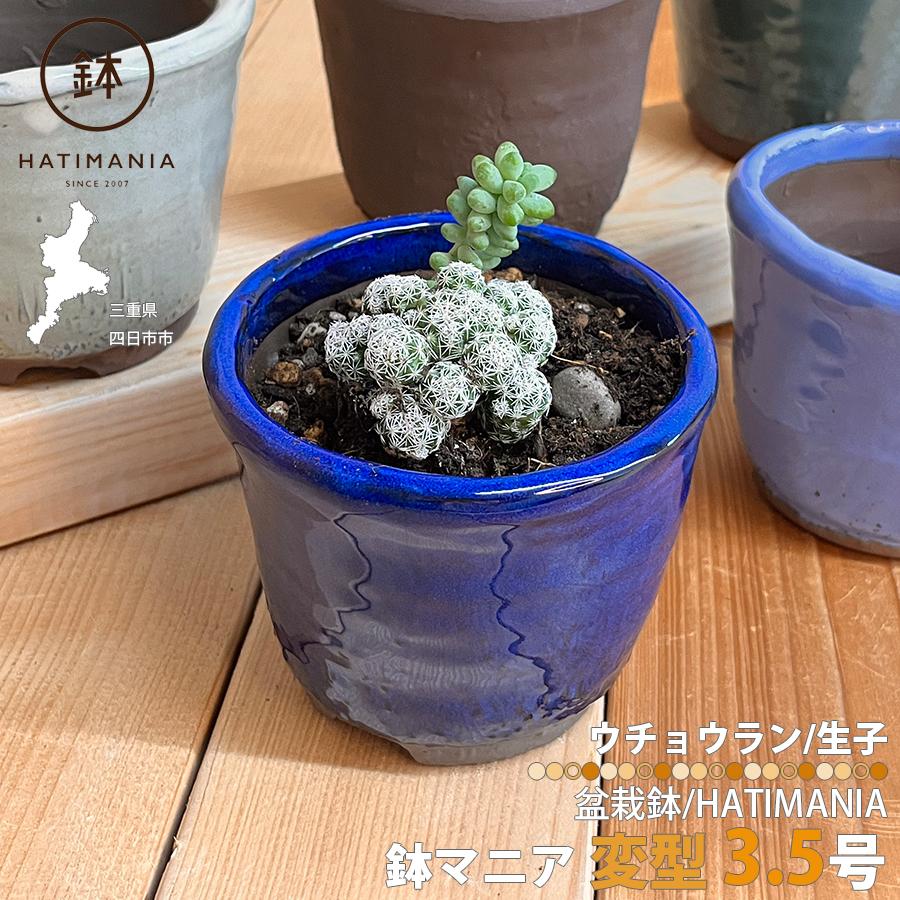HATIMANIA 鉢マニア ウチョウラン 生子 3.5号 三重県 国内ブランド