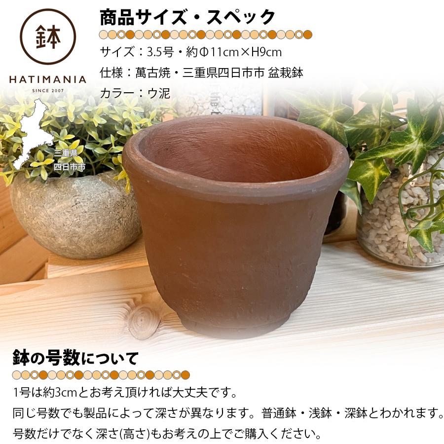HATIMANIA 鉢マニア ウチョウラン ウ泥 3.5号 三重県 国内ブランド