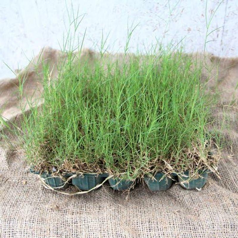 ティフトン芝 125ポットセット 西洋芝 暖地型芝 バミューダグラス スポーツターフ 　 暖地型芝 125ポットセット 西洋芝 バミューダグラス スポーツターフ