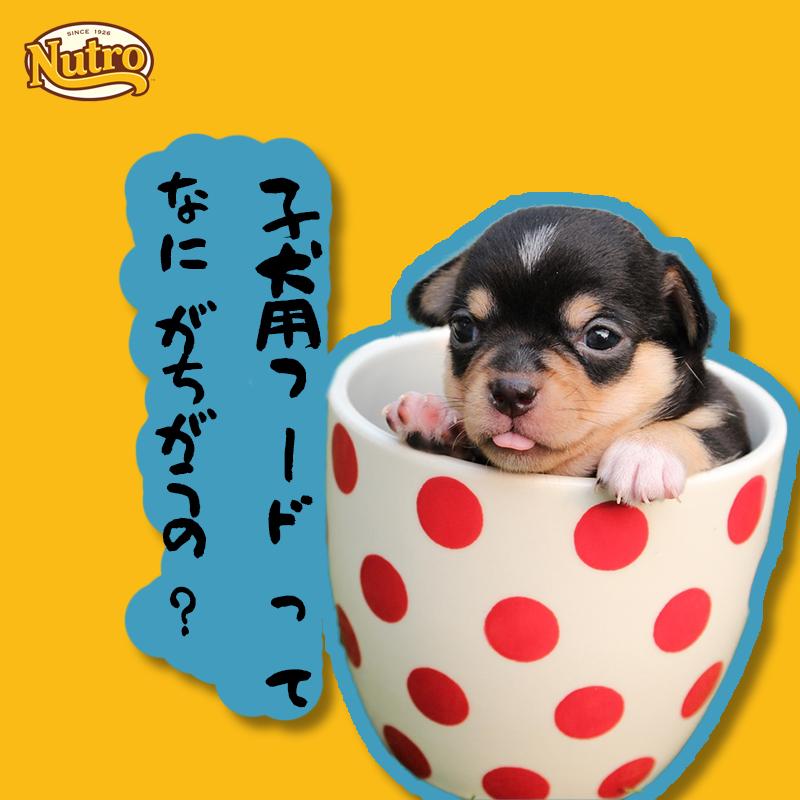 ニュートロ ナチュラル チョイス ラム&玄米 子犬用 6Kg | ナチュラルチョイス | 04