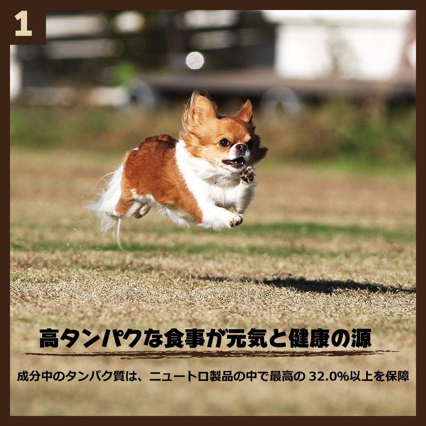 ワイルドレシピ　子犬　800g ターキー | WILD RECIPE | 01