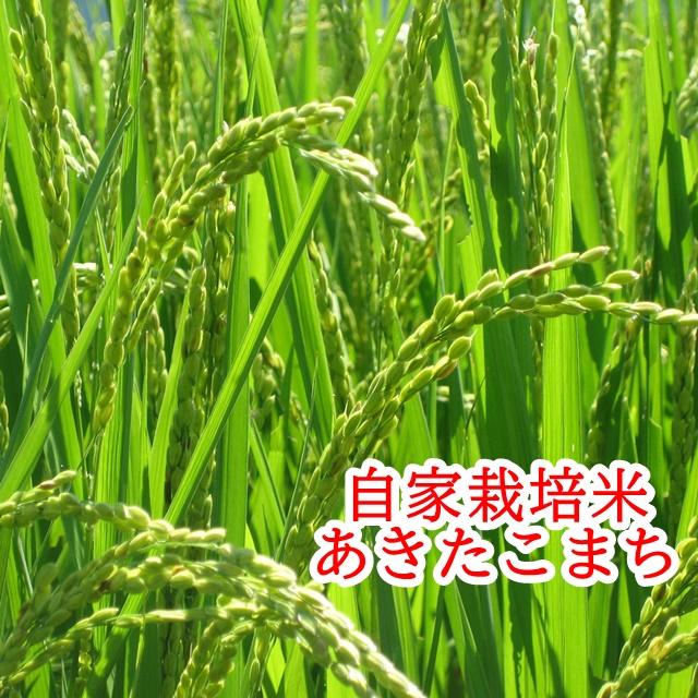 生麹 生こうじ 5kg 1kg×5個 味噌用 甘酒用 レシピ付き あきたこまち 米麹 糀 甘味の強い特別な麹 冷凍保存可｜nomurakoujiten｜05