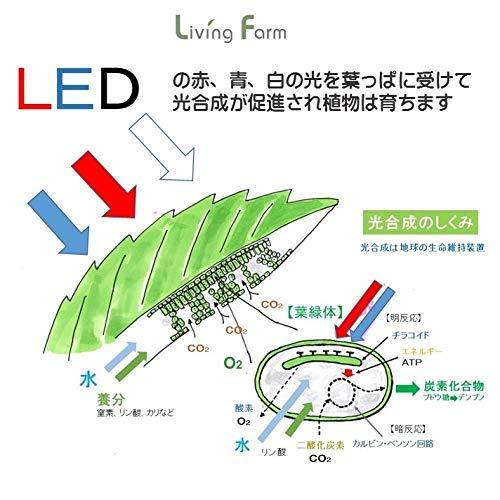リビングファーム イケア IKEAで水耕栽培L-2 植物栽培用LED付き