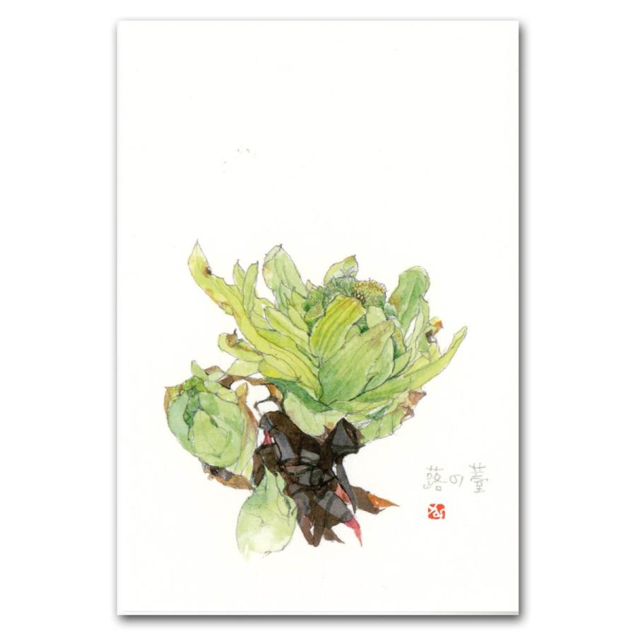 山菜 山菜9種類 ポストカード 絵葉書 フキノトウ コゴミ ウド ゼンマイ タラノメ コシアブラ タケノコ ワラビ モミジガサ Post9 外山康雄 野の花館 通販 Yahoo ショッピング