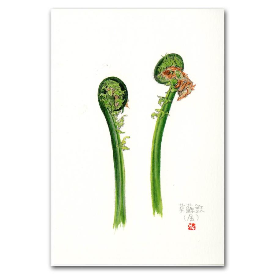 山菜 山菜9種類 ポストカード 絵葉書 フキノトウ コゴミ ウド ゼンマイ タラノメ コシアブラ タケノコ ワラビ モミジガサ Post9 外山康雄 野の花館 通販 Yahoo ショッピング