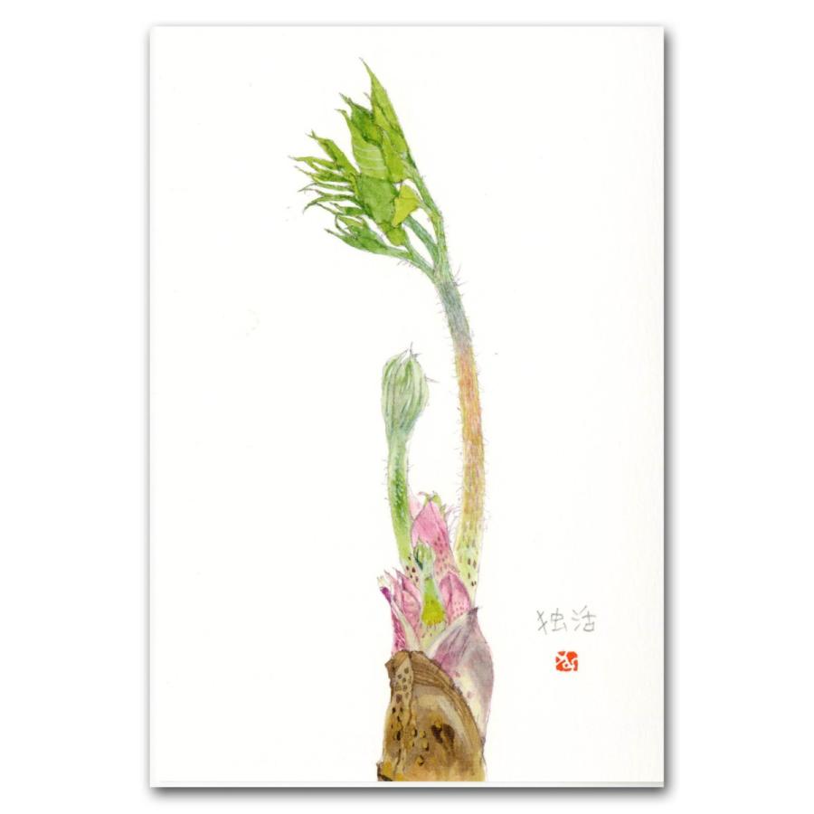 山菜 山菜9種類 ポストカード 絵葉書 フキノトウ コゴミ ウド ゼンマイ タラノメ コシアブラ タケノコ ワラビ モミジガサ Post9 外山康雄 野の花館 通販 Yahoo ショッピング