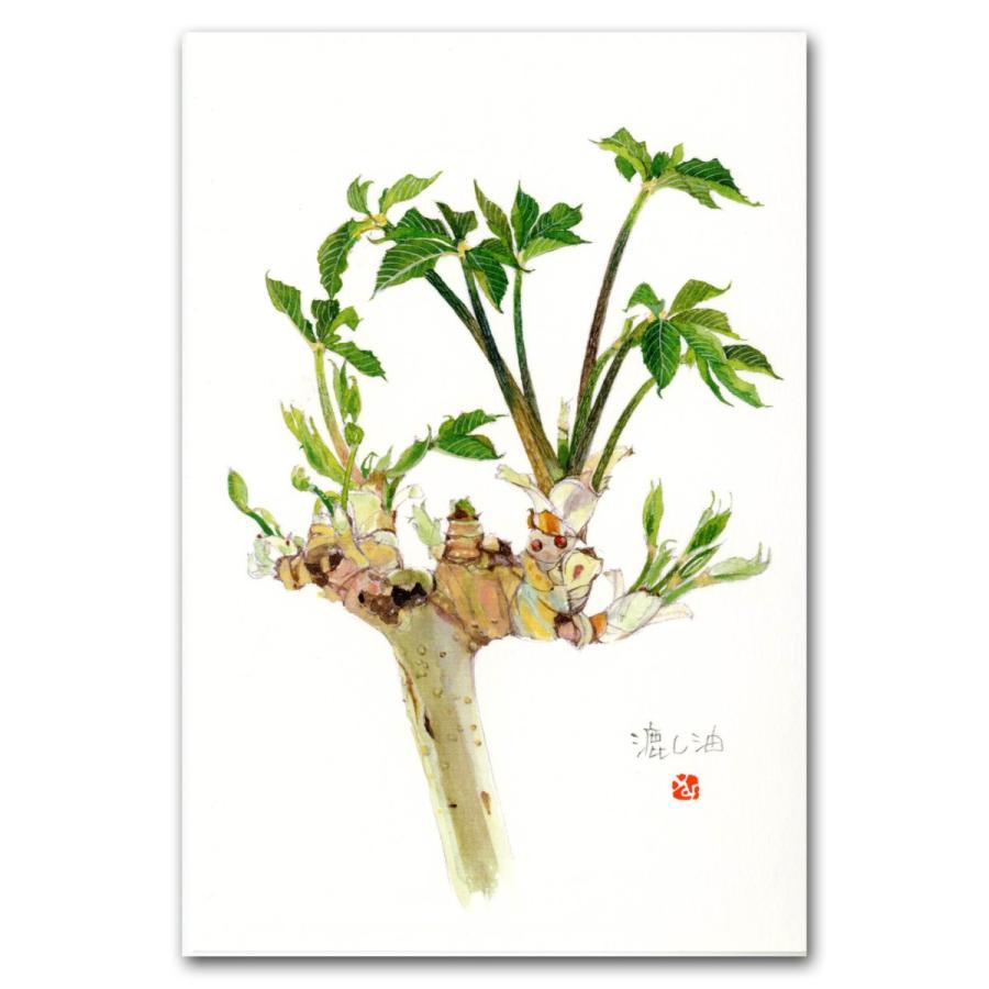 山菜 山菜9種類 ポストカード 絵葉書 フキノトウ コゴミ ウド ゼンマイ タラノメ コシアブラ タケノコ ワラビ モミジガサ Post9 外山康雄 野の花館 通販 Yahoo ショッピング