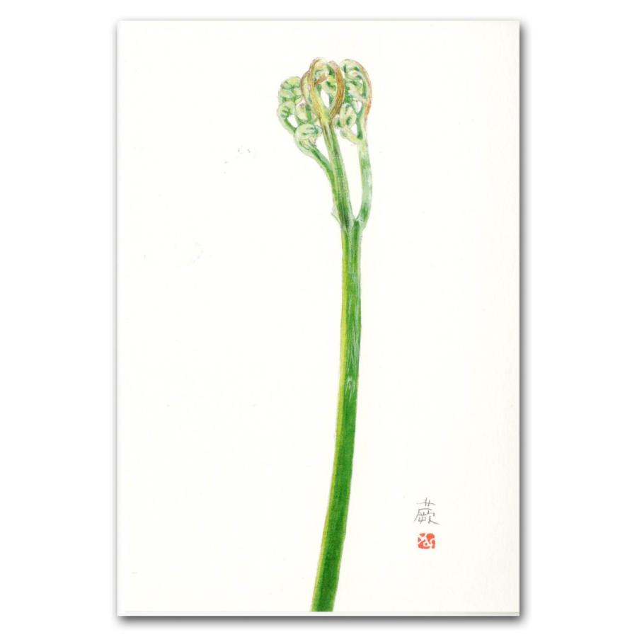 山菜 山菜9種類 ポストカード 絵葉書 フキノトウ コゴミ ウド ゼンマイ タラノメ コシアブラ タケノコ ワラビ モミジガサ Post9 外山康雄 野の花館 通販 Yahoo ショッピング