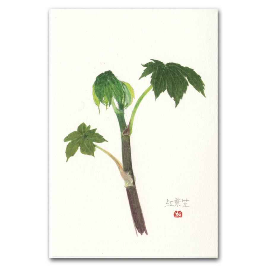 山菜 山菜9種類 ポストカード 絵葉書 フキノトウ コゴミ ウド ゼンマイ タラノメ コシアブラ タケノコ ワラビ モミジガサ Post9 外山康雄 野の花館 通販 Yahoo ショッピング