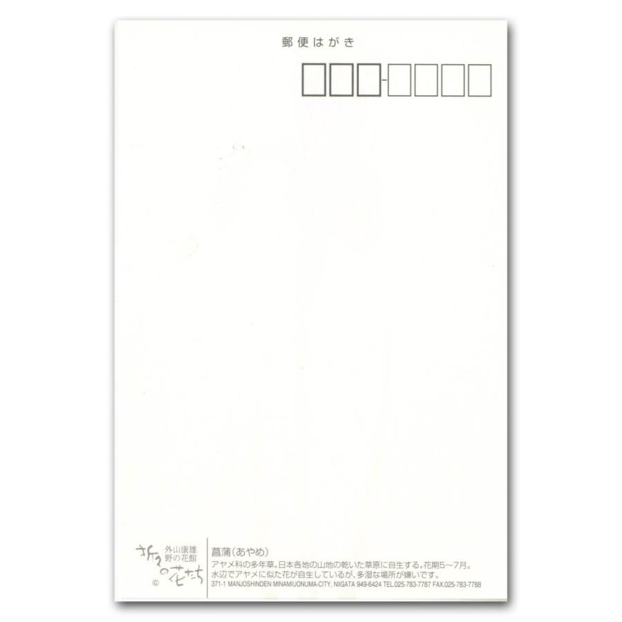 初夏 菖蒲 アヤメ ポストカード 絵葉書 インテリアとして飾れます Postcard1 外山康雄 野の花館 通販 Yahoo ショッピング