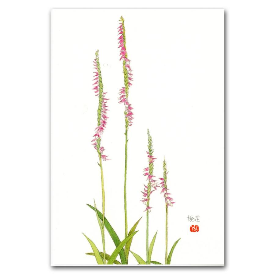 初夏 捩花 ネジバナ ポストカード 絵葉書 インテリアとして飾れます Postcard4 外山康雄 野の花館 通販 Yahoo ショッピング