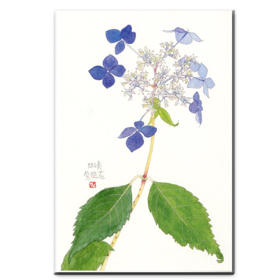 夏 蝦夷紫陽花 エゾアジサイ ポストカード 絵葉書 インテリアとして飾れます Postcard5 外山康雄 野の花館 通販 Yahoo ショッピング