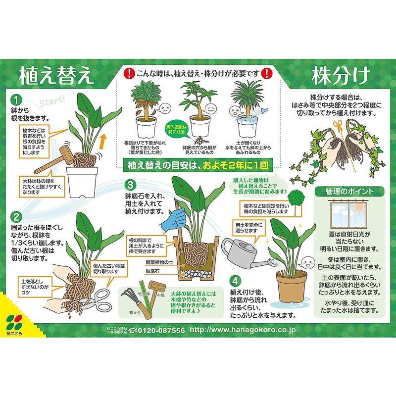 日本限定モデル】 花ごころ 観葉植物の土 5L 葉色がよくなる 室内 インドア