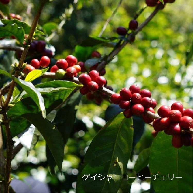 （現地購入）パナマ ゲイシャ100% コーヒー 300g コーヒー豆 ゲイシャ パナマ」の人気商品一覧 | 安い商品を通販サイト