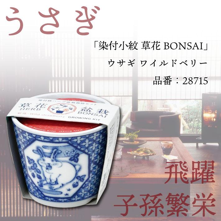 のれん工房 栽培キット 3種 家庭菜園 観葉植物 染付小紋 草花 BONSAI