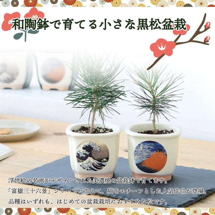 のれん工房 栽培キット 4種 ミニ盆栽 葛飾北斎 波富士 赤富士 白猫