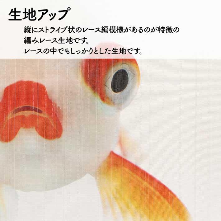 のれん 暖簾 金魚 熱帯魚 魚柄 洋風 85cm幅 150cm丈 間仕切りタペストリー うおづら 竜眼 リュウガン 白 夏 (受注生産 99704) | のれん工房 | 06