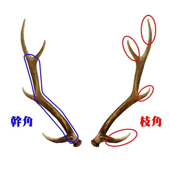 【鹿角】おまかせ 幹角 4cm〜6cm 用途自由 ペットおもちゃ、アクセサリー色々。北海道エゾシカつの｜north-gibier｜03