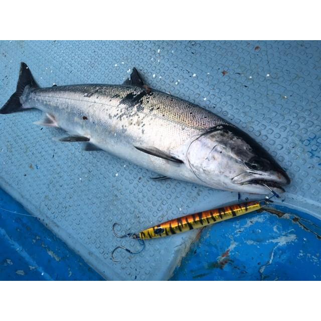 G Salt ゴリジグ150g Gブルー 限定カラー GORIJIG150g : NorthCast