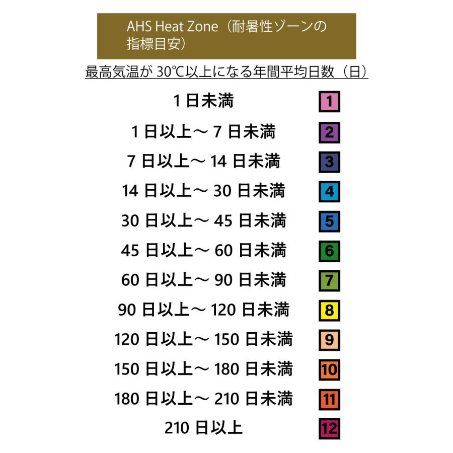 〈秋植え球根〉アリウム・シクラム〈1袋5球入り／球根サイズ：8/10cm〉〈2026/09/11｜球根｜球根での販売は11月下旬までの予定です ...