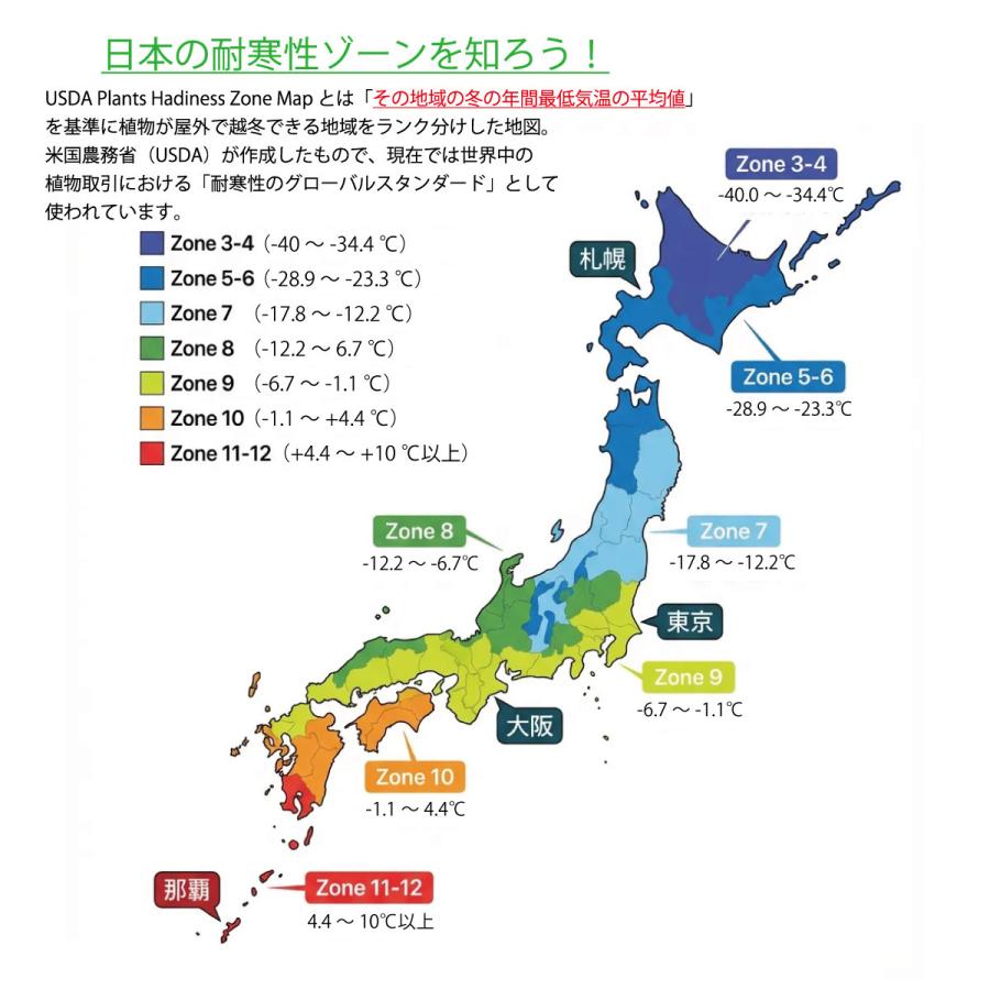 〈秋植え球根〉アリウム・シクラム〈1袋5球入り／球根サイズ：8/10cm〉〈2026/09/11｜球根｜球根での販売は11月下旬までの予定です ...