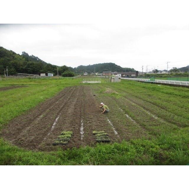 国産　冷凍ほうれん草（熊本、宮崎、徳島など）冷凍野菜　　1000ｇ（250ｇ×4）　冷凍野菜　【消費税込み】｜noruca-market｜04