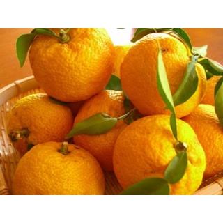 KIMONO FRUITS】冷凍ゆず皮スライス 1000g（徳島産または高知産