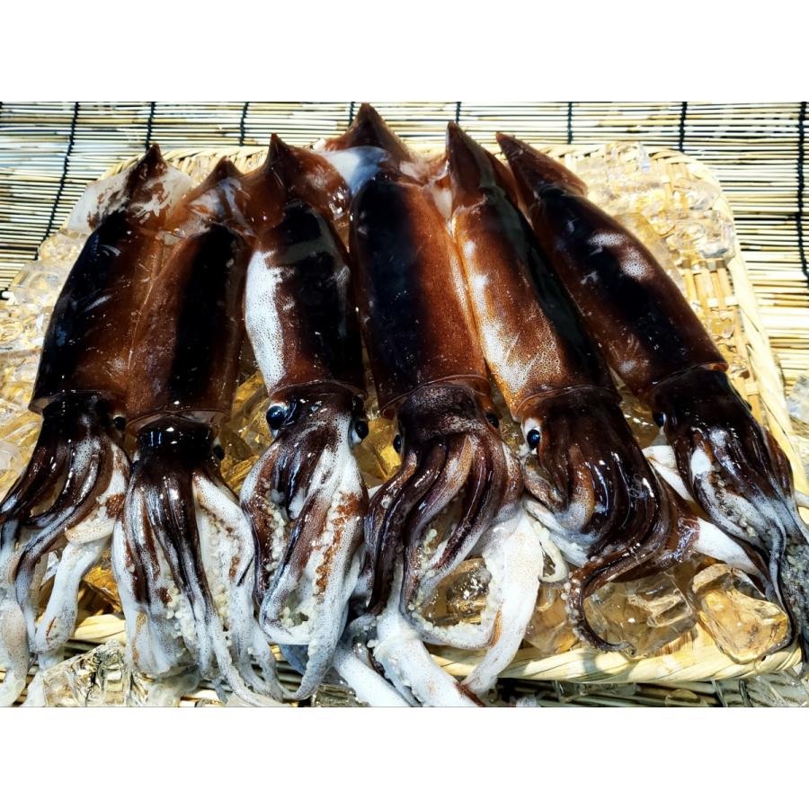 北海道産 冷凍スルメいか 1杯 大 49 Maika 株 能登水産 通販 Yahoo ショッピング