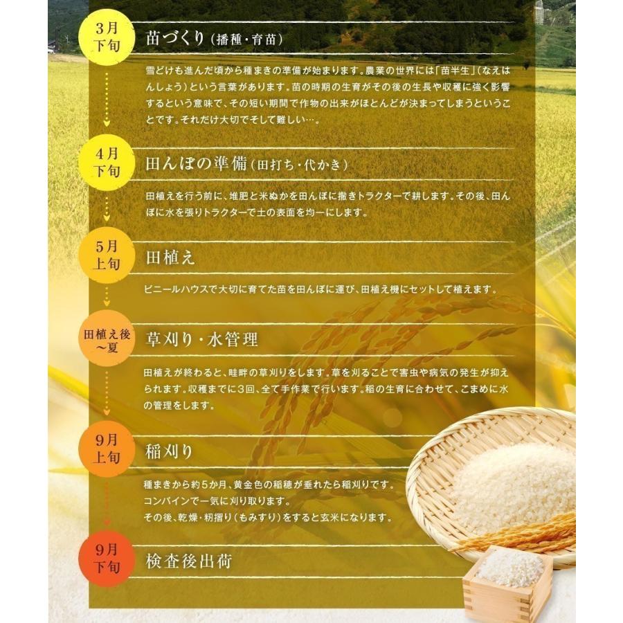 コシヒカリ 米 令和7年産 新潟県産 20kg 5kg×4 20キロ 白米 精米