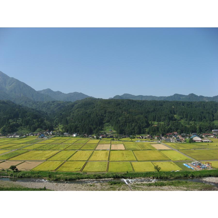 コシヒカリ 米 令和7年産 新潟県産 20kg 5kg×4 20キロ 白米 精米