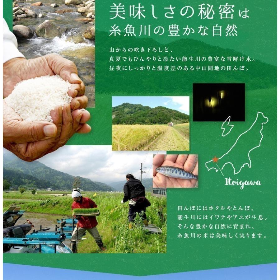 コシヒカリ 米 令和7年産 新潟県産 20kg 5kg×4 20キロ 白米 精米